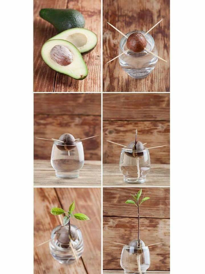 30 top idées pour faire votre propre potager à la maison 5 30 top idées pour faire votre propre potager à la maison 5