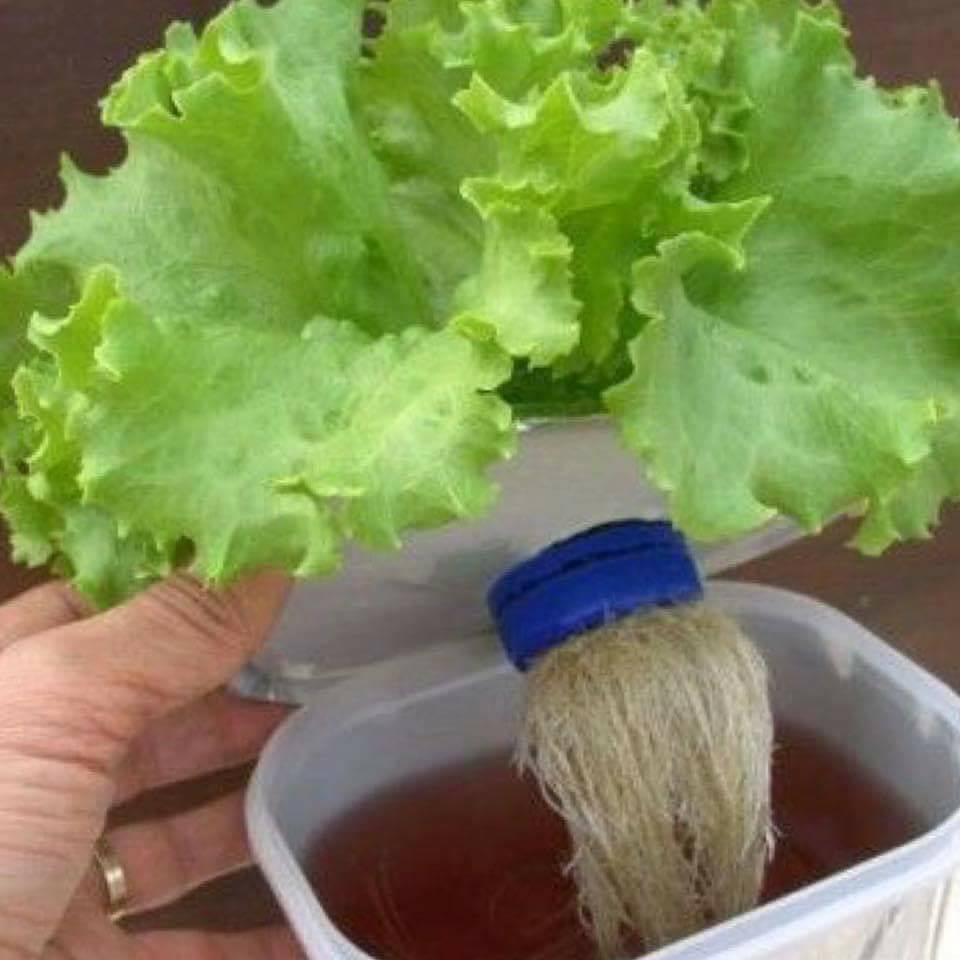 30 top idées pour faire votre propre potager à la maison 6 30 top idées pour faire votre propre potager à la maison 6