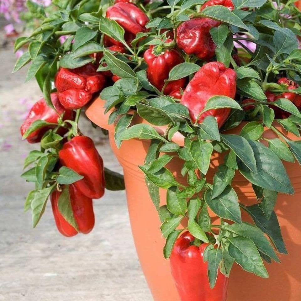 30 top idées pour faire votre propre potager à la maison 8 30 top idées pour faire votre propre potager à la maison 8