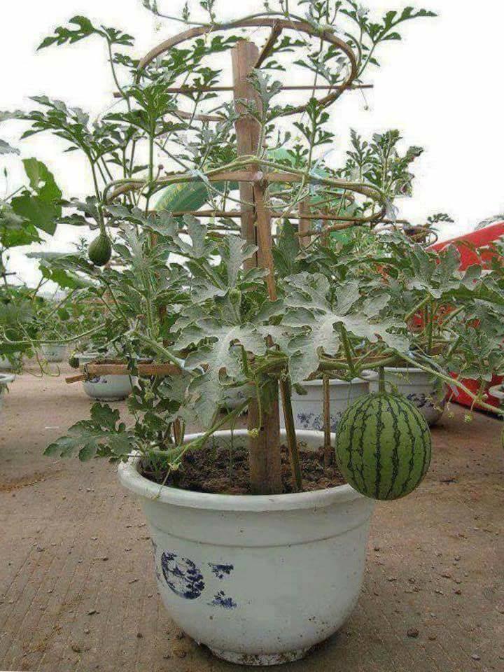 30 top idées pour faire votre propre potager à la maison 9 30 top idées pour faire votre propre potager à la maison 9