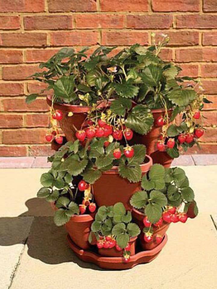 30 top idées pour faire votre propre potager à la maison 10 30 top idées pour faire votre propre potager à la maison 10
