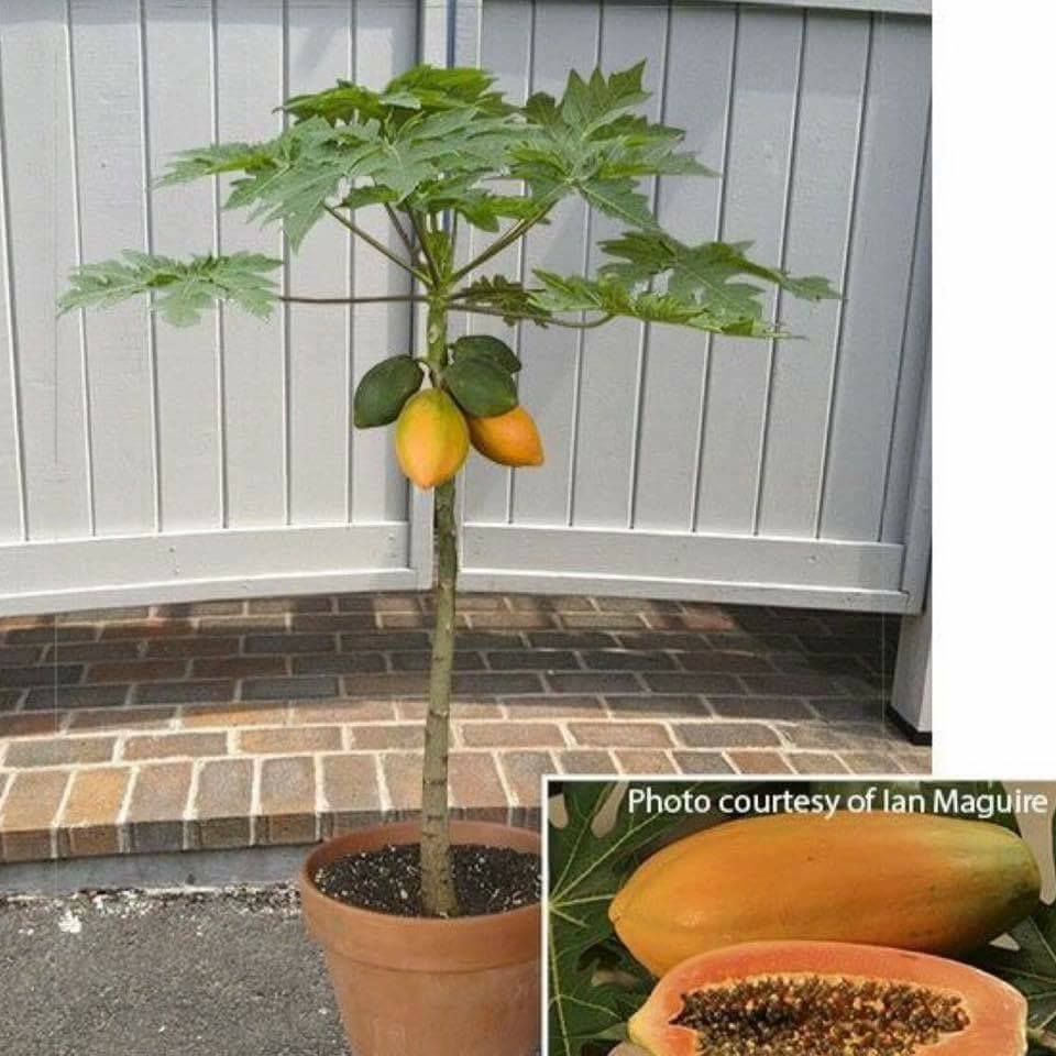 30 top idées pour faire votre propre potager à la maison 11 30 top idées pour faire votre propre potager à la maison 11