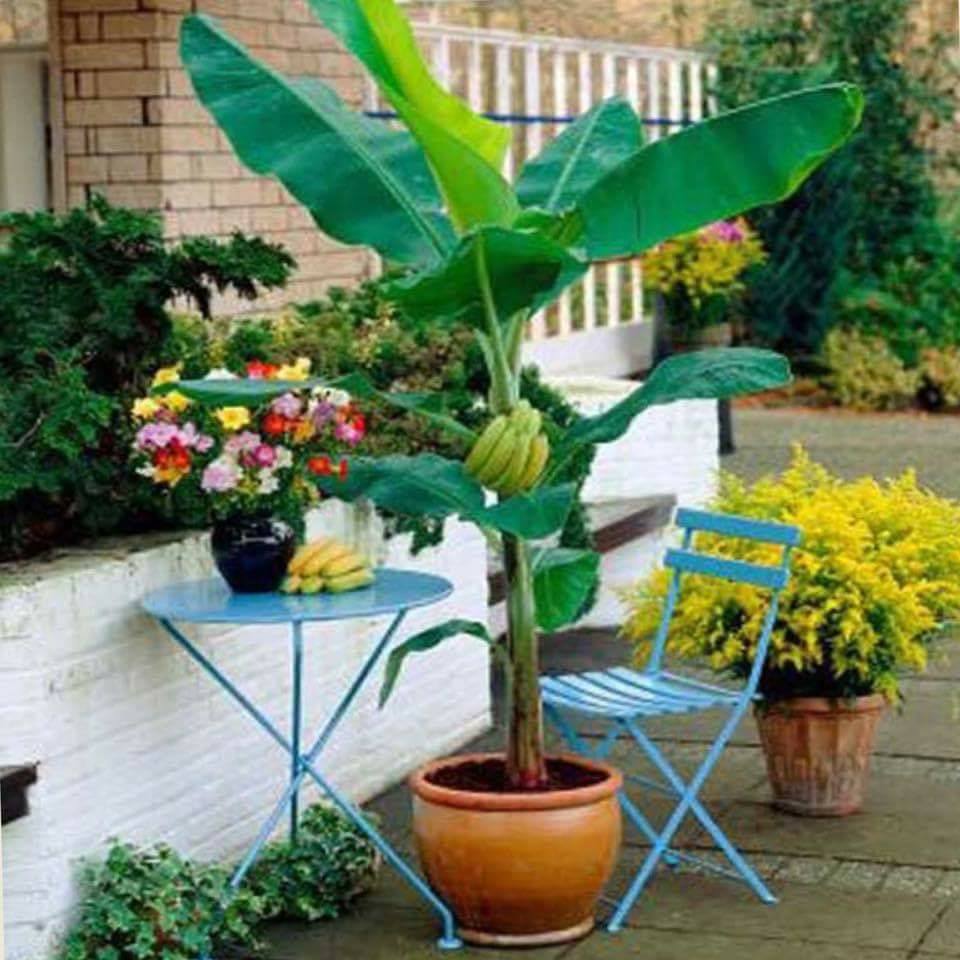 30 top idées pour faire votre propre potager à la maison 12 30 top idées pour faire votre propre potager à la maison 12