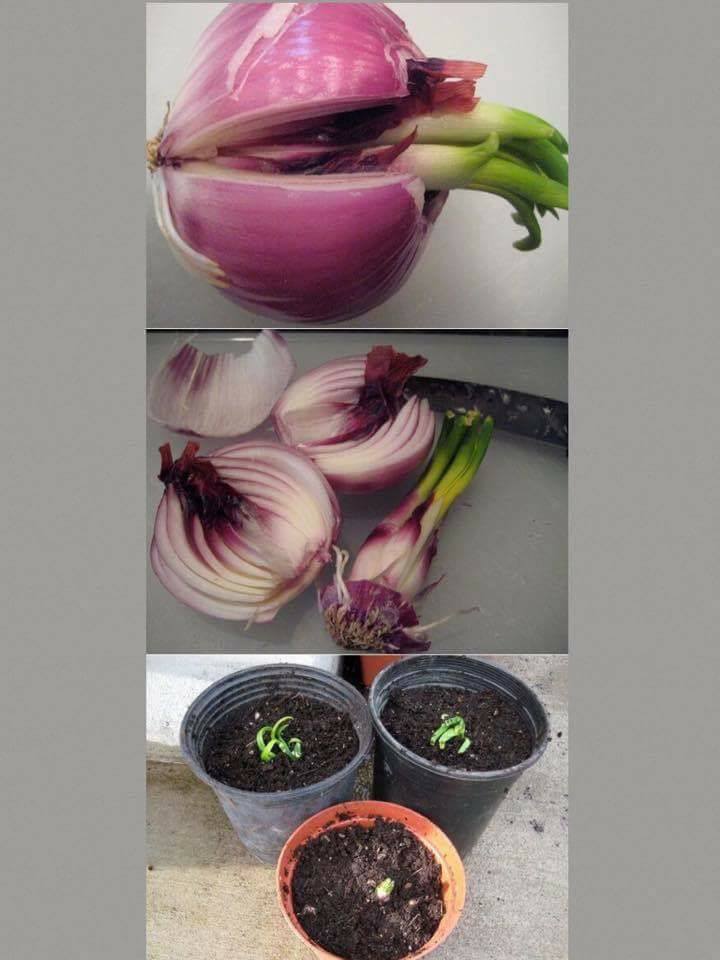 30 top idées pour faire votre propre potager à la maison 13 30 top idées pour faire votre propre potager à la maison 13