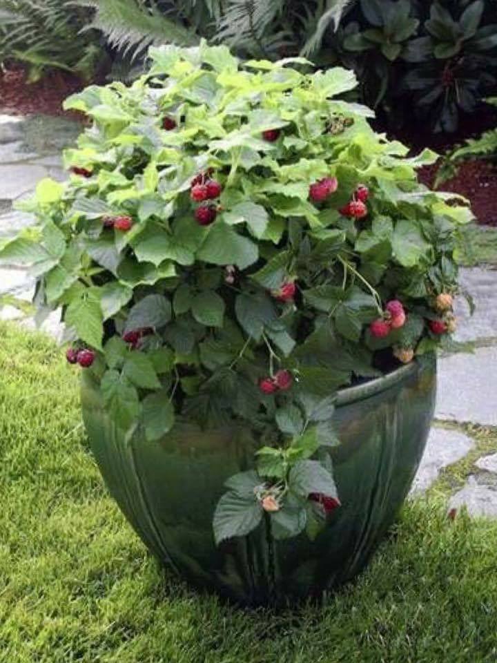 30 top idées pour faire votre propre potager à la maison 15 30 top idées pour faire votre propre potager à la maison 15