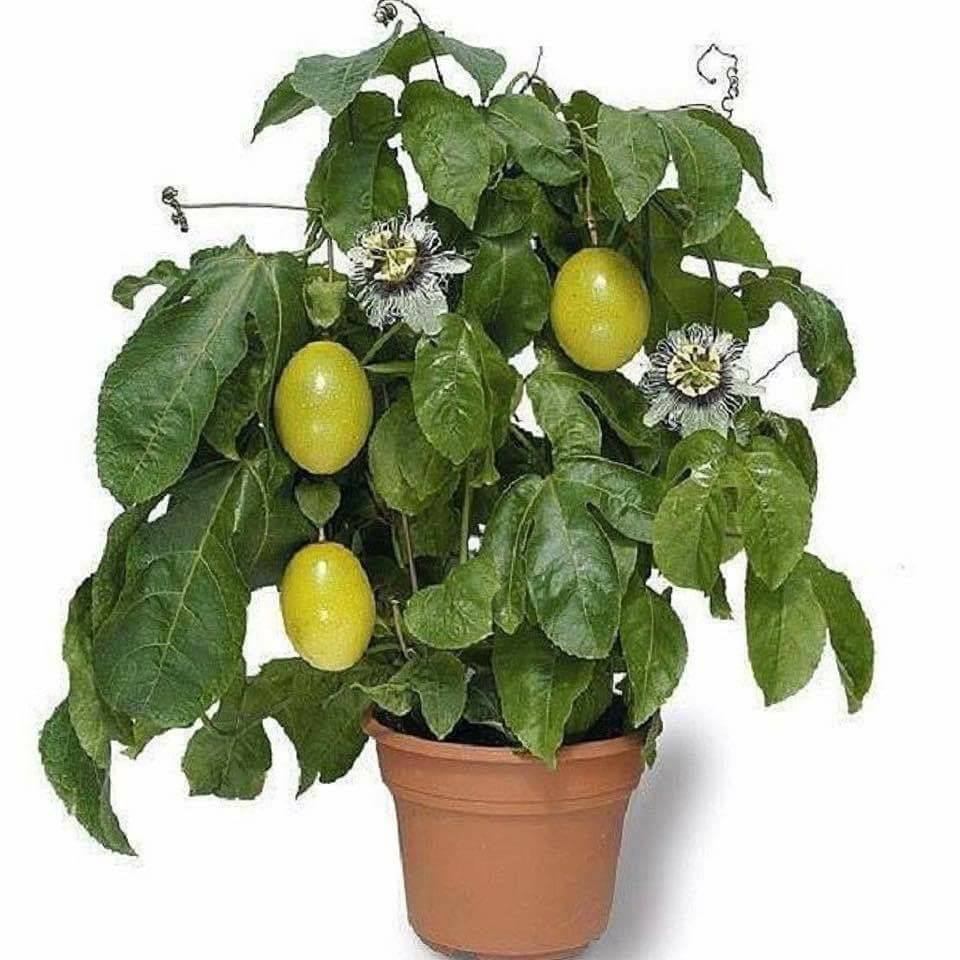 30 top idées pour faire votre propre potager à la maison 16 30 top idées pour faire votre propre potager à la maison 16