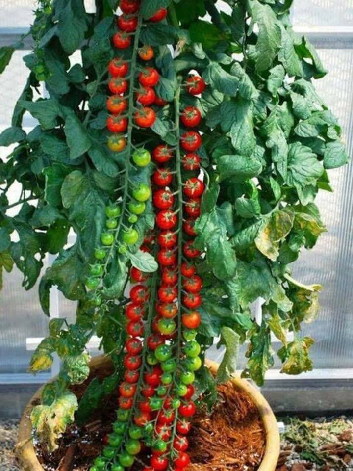30 top idées pour faire votre propre potager à la maison 17 30 top idées pour faire votre propre potager à la maison 17