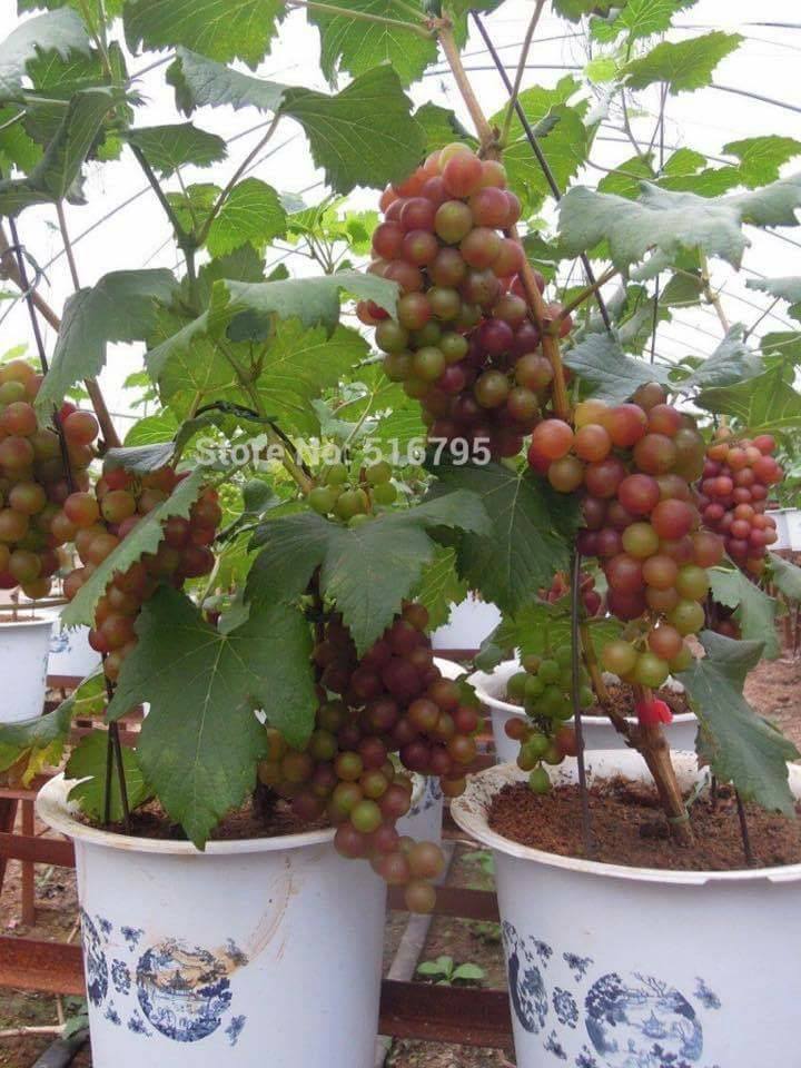 30 top idées pour faire votre propre potager à la maison 18 30 top idées pour faire votre propre potager à la maison 18