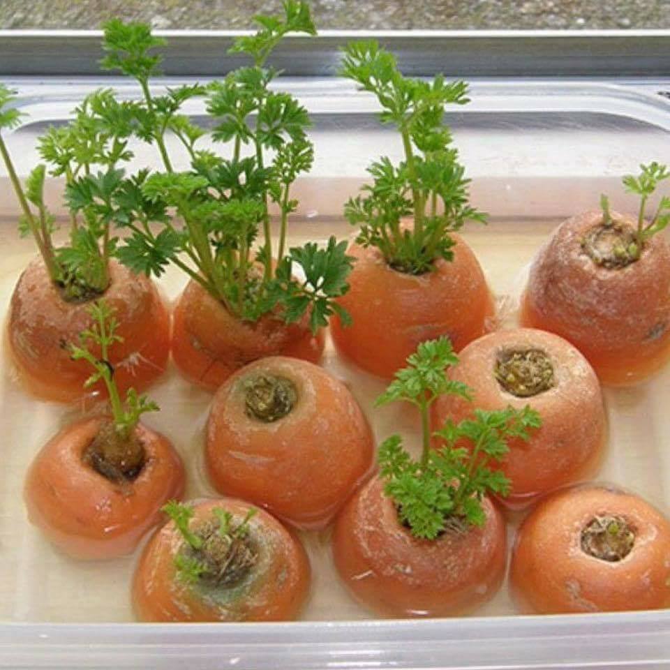30 top idées pour faire votre propre potager à la maison 19 30 top idées pour faire votre propre potager à la maison 19