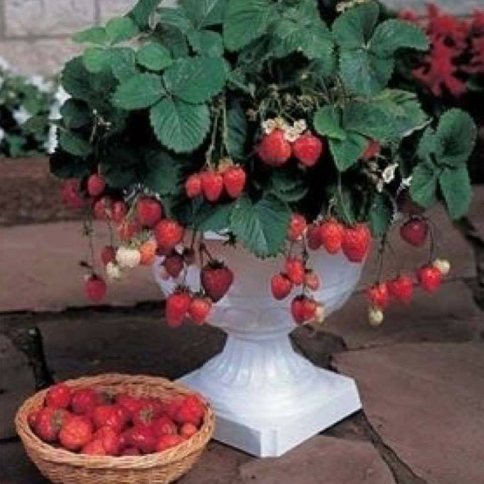 30 top idées pour faire votre propre potager à la maison 21 30 top idées pour faire votre propre potager à la maison 21