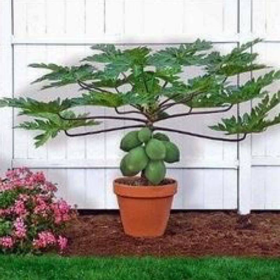 30 top idées pour faire votre propre potager à la maison 22 30 top idées pour faire votre propre potager à la maison 22
