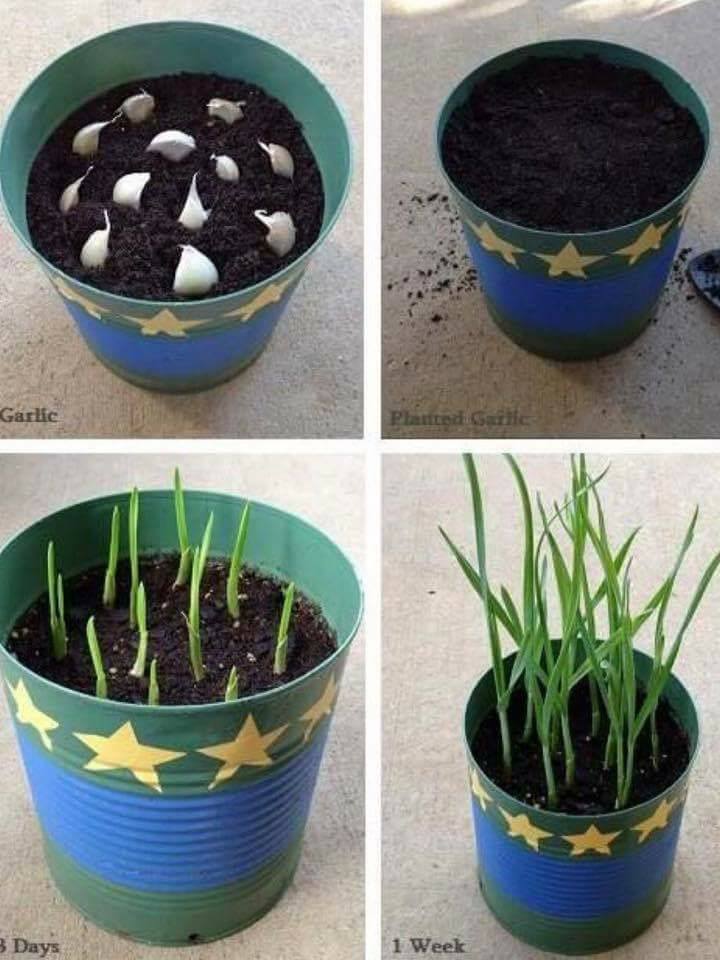 30 top idées pour faire votre propre potager à la maison 24 30 top idées pour faire votre propre potager à la maison 24