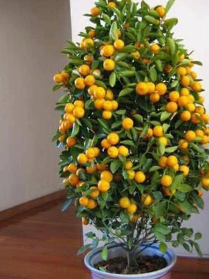 30 top idées pour faire votre propre potager à la maison 26 30 top idées pour faire votre propre potager à la maison 26