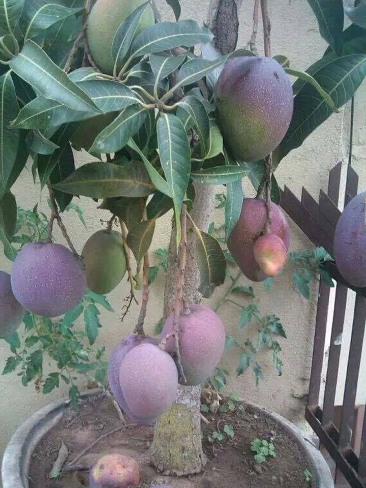 30 top idées pour faire votre propre potager à la maison 27 30 top idées pour faire votre propre potager à la maison 27