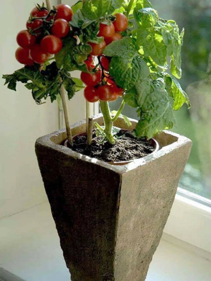 30 top idées pour faire votre propre potager à la maison 29 30 top idées pour faire votre propre potager à la maison 29
