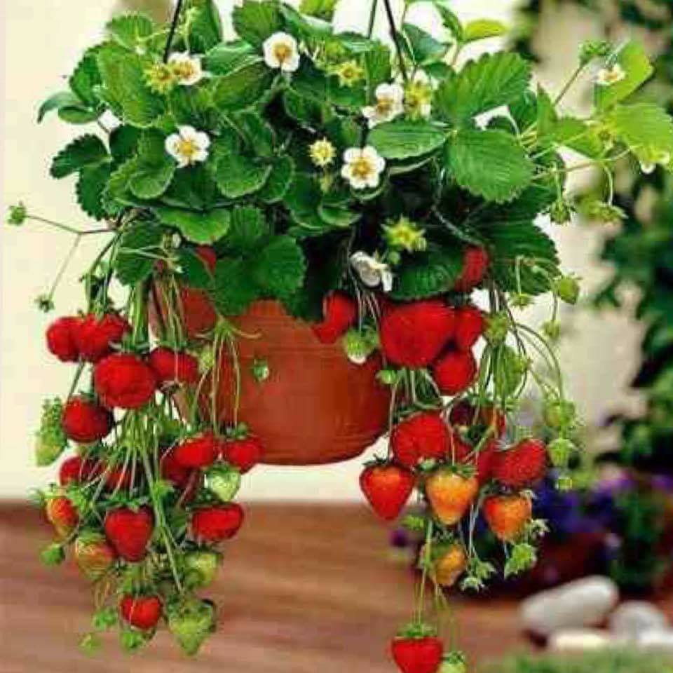 30 top idées pour faire votre propre potager à la maison 30 30 top idées pour faire votre propre potager à la maison 30