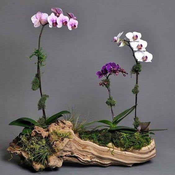 30 idées créatives pour cultiver des orchidées 1 30 idées créatives pour cultiver des orchidées 1