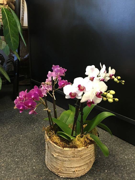 30 idées créatives pour cultiver des orchidées 11