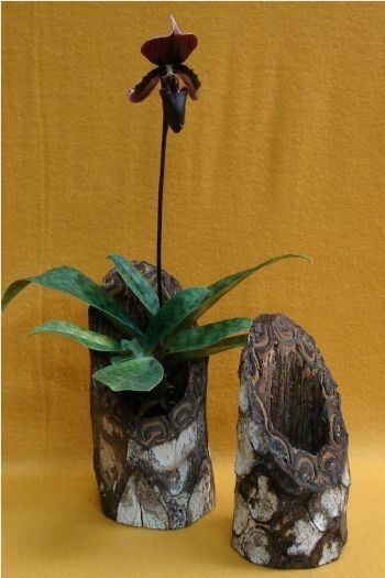 30 idées créatives pour cultiver des orchidées 13