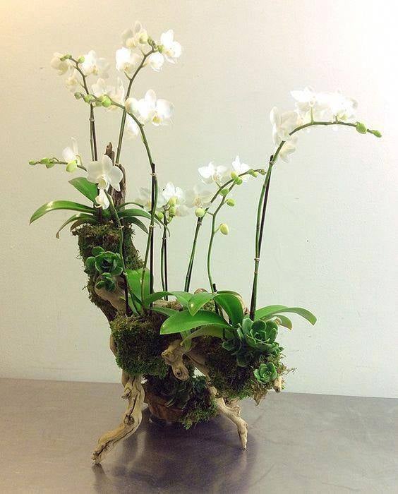 30 idées créatives pour cultiver des orchidées 14