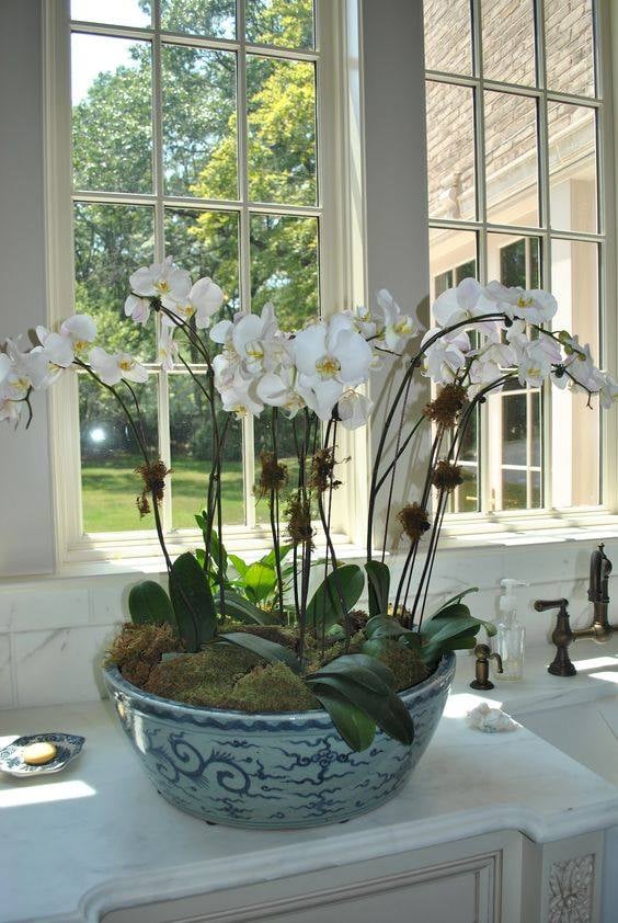 30 idées créatives pour cultiver des orchidées 18