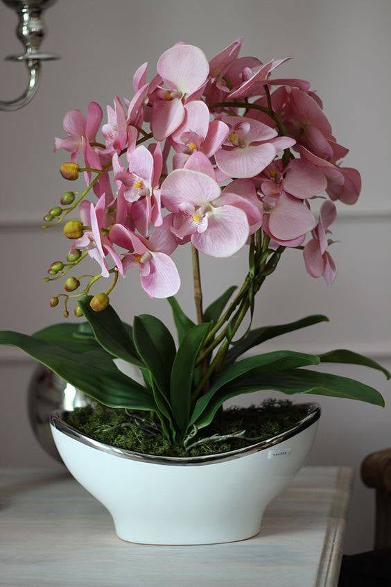 30 idées créatives pour cultiver des orchidées 21