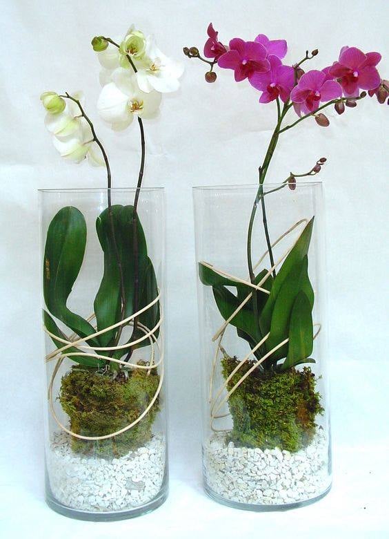 30 idées créatives pour cultiver des orchidées 26