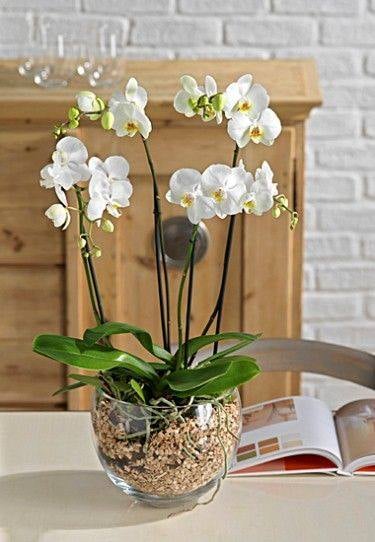 30 idées créatives pour cultiver des orchidées 27