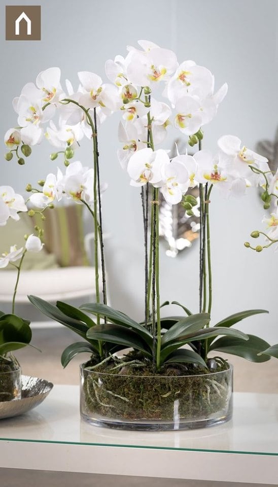 30 idées créatives pour cultiver des orchidées 28