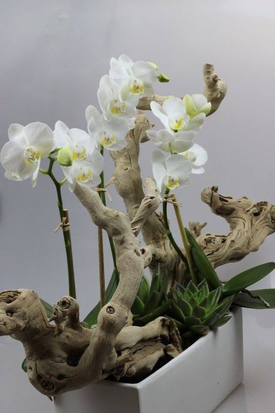 30 idées créatives pour cultiver des orchidées 29