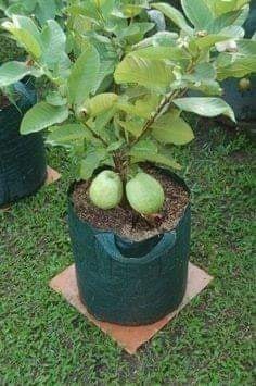 18 idées de fruits que vous pouvez cultiver en pot 5 18 idées de fruits que vous pouvez cultiver en pot 5