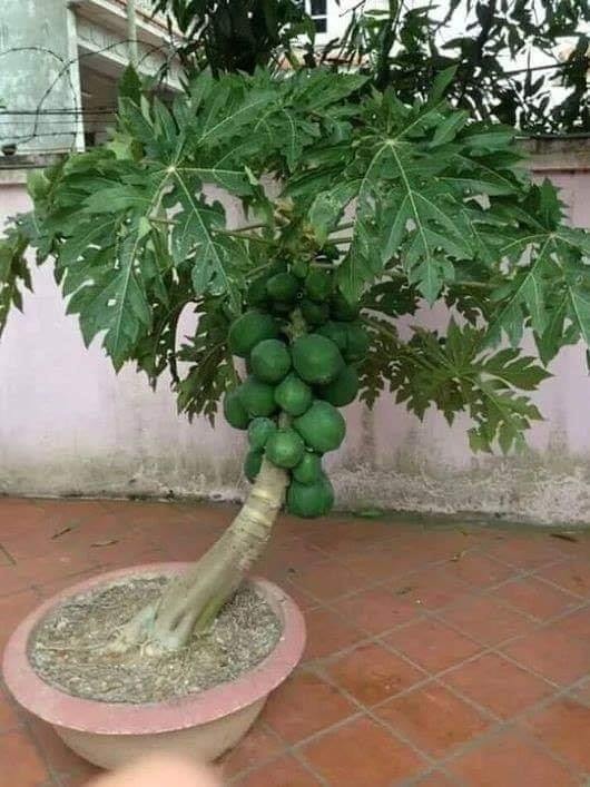 18 idées de fruits que vous pouvez cultiver en pot 13 18 idées de fruits que vous pouvez cultiver en pot 13