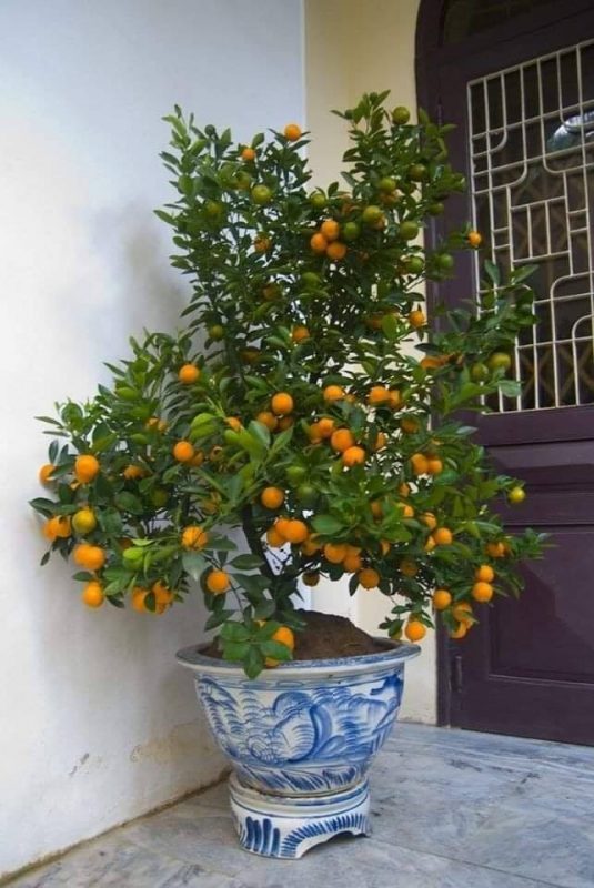 18 idées de fruits que vous pouvez cultiver en pot 11 18 idées de fruits que vous pouvez cultiver en pot 11