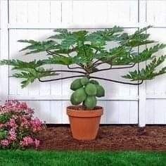 18 idées de fruits que vous pouvez cultiver en pot 14 18 idées de fruits que vous pouvez cultiver en pot 14