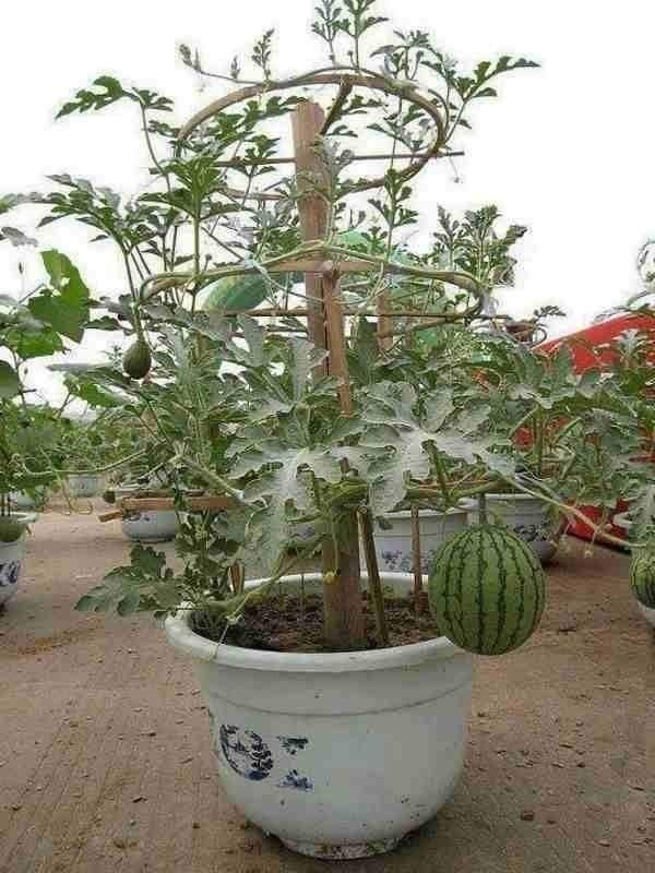 18 idées de fruits que vous pouvez cultiver en pot 4 18 idées de fruits que vous pouvez cultiver en pot 4