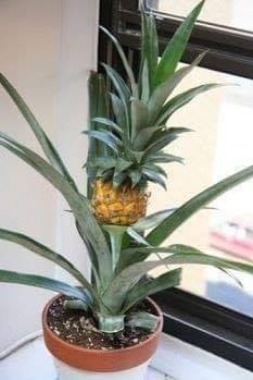 18 idées de fruits que vous pouvez cultiver en pot 16 18 idées de fruits que vous pouvez cultiver en pot 16