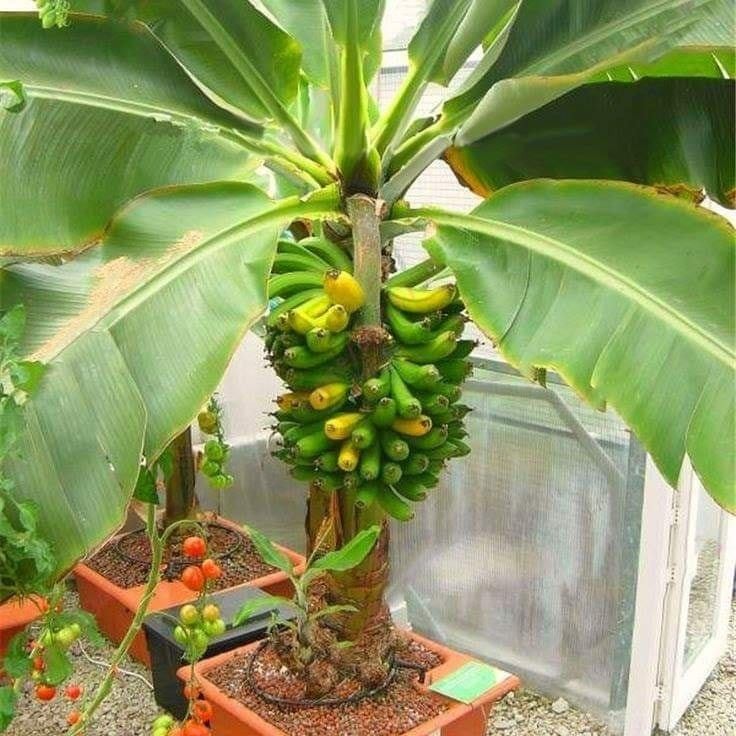 18 idées de fruits que vous pouvez cultiver en pot 15 18 idées de fruits que vous pouvez cultiver en pot 15