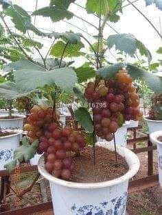 18 idées de fruits que vous pouvez cultiver en pot 18 18 idées de fruits que vous pouvez cultiver en pot 18