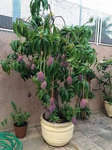 18 idées de fruits que vous pouvez cultiver en pot 2 18 idées de fruits que vous pouvez cultiver en pot 2