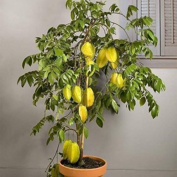 18 idées de fruits que vous pouvez cultiver en pot 3 18 idées de fruits que vous pouvez cultiver en pot 3