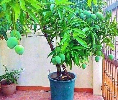 18 idées de fruits que vous pouvez cultiver en pot 7 18 idées de fruits que vous pouvez cultiver en pot 7