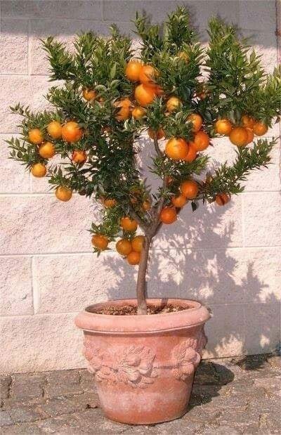 18 idées de fruits que vous pouvez cultiver en pot 8 18 idées de fruits que vous pouvez cultiver en pot 8