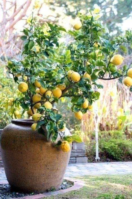 18 idées de fruits que vous pouvez cultiver en pot 6 18 idées de fruits que vous pouvez cultiver en pot 6