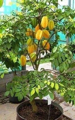 18 idées de fruits que vous pouvez cultiver en pot 9 18 idées de fruits que vous pouvez cultiver en pot 9