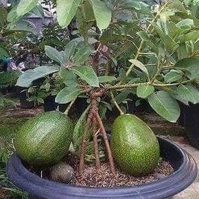 18 idées de fruits que vous pouvez cultiver en pot 10 18 idées de fruits que vous pouvez cultiver en pot 10