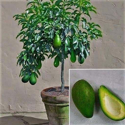 18 idées de fruits que vous pouvez cultiver en pot 1 18 idées de fruits que vous pouvez cultiver en pot 1