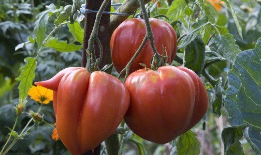 10 astuces hyper-simples pour avoir de beaux légumes 1 10 astuces hyper-simples pour avoir de beaux légumes 1