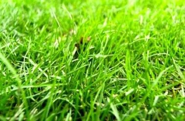 30 Recettes de désherbants naturels faciles à faire 3
