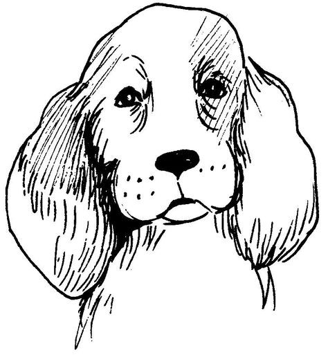 57 idées de dessins de chien pour apprendre à dessiner des chiens 14