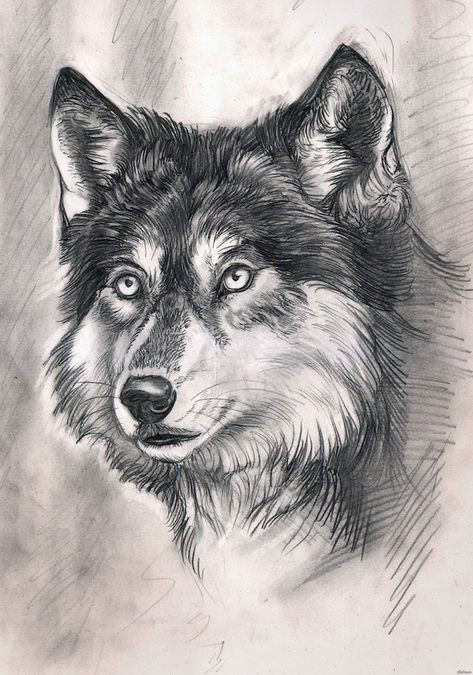 57 idées de dessins de chien pour apprendre à dessiner des chiens 19